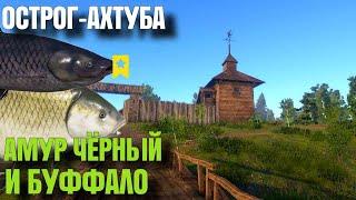 🟢АМУР ЧЁРНЫЙ НА ОСТРОГЕ И БУФФАЛО НА АХТУБЕ🟢|  Русская Рыбалка 4