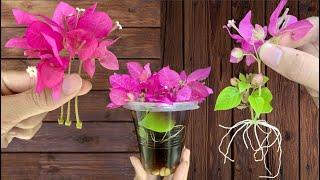 Just Coca! You can propagate any type of bougainvillea easily