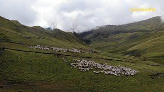 sheep trade in the himalaya || Nepal|| lajimbudha ||