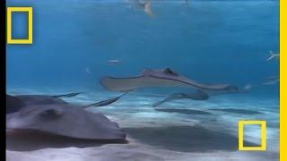 Stingray | National Geographic