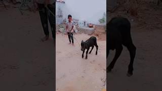 ## short video ## viral ##