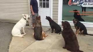 Quintuple Doggie Door Manners | Dog Training Atlanta