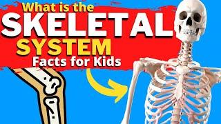 What is the SKELETAL System? | How Do Bones Work? | Facts for Kids