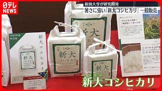 【一般販売始まる】暑さに強い「新大コシヒカリ」　新潟市