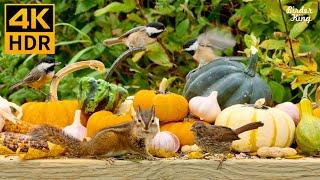 Cat TV For Cats To Watch  Thanksgiving Edition  Birds, Squirrels, Pumpkins In Fall(4K HDR)