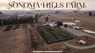 Sciencing in Sonoma - Farm #4, NorCal Zone - Triploid Cannabis, Most Potent New Strains for 2024.