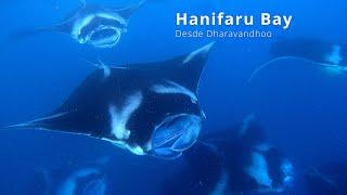 Mantas y tiburón ballena (Hanifaru Bay, Maldives) (Manta and whaleshark)