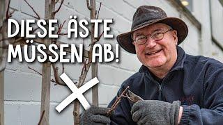 Prune espalier fruit correctly! ️ - Prune short shoots for a bountiful harvest