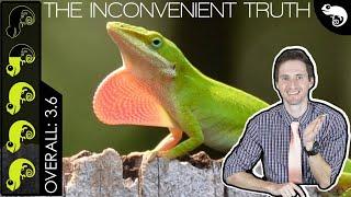 Green Anole, The Best Pet Lizard?