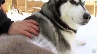 Dogs 101 - Siberian Husky