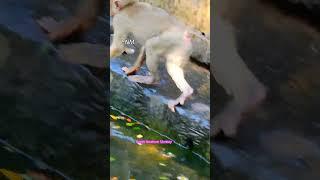 This poor pigtail monkey also want to drink water, Fresh Newborn Monkey 2670