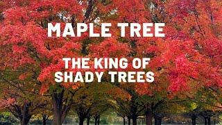 "Maple Tree : Tips for Healthy Growth, Fascinating Facts, and Top Maple Varieties