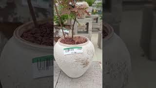#앤틱#고풍스런화분#싱그러운식물#구경해보세요#