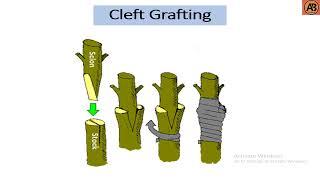 Grafting ।। Types of Grafting ।।"Learn with AB Tusar"