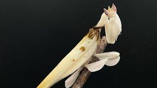 Orchid mantis (Hymenopus coronatus)