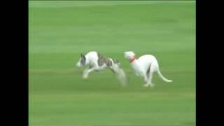 Howdododo  Coursing Champion stakes 2017