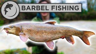 How To Catch BARBEL - A Simple Guide To Barbel Fishing