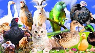 TurkeyHensAnimals Sound,Hen,Rooster Duck,Goose,Farm Animals Sound,Funny Animals Sound #pets #birds