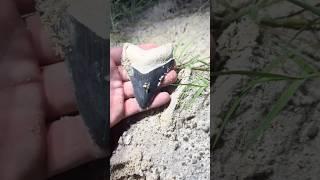 Finding megalodon shark teeth! #shark#sharkteeth#fossils#animal#dinosaur#wildlife#shorts#crazy#rare