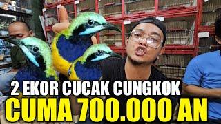 BIKIN KENA MENTAL ! RATUSAN BURUNG IMPORT MEWAH DIJUAL SEMENA MENA DIKIOS ALHAMDULILLAH PB PRAMUKA