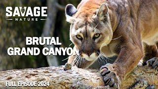 WILD GRAND CANYON | Survival in the Vast Natural Wonder | Animal Documentary