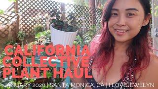 California Collective Plant Haul | Jan 2020 | ILOVEJEWELYN