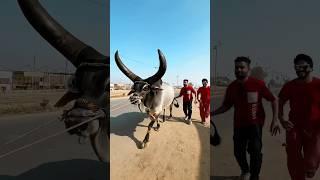 LO AGAI QURBANICHAND BAIL #trending #viral #funny #shorts #mishkatkhan  #foryou #comedy