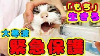 Urgent rescue of dying stray cats in Japan