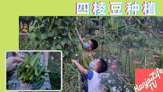 亲子活动｜种植的好处｜学习的乐趣｜四棱豆种植｜丰收的心情｜植物的成长过程｜蔬菜的重要性｜体验种植的美好｜大自然教育｜大自然的美妙｜一分耕耘一分收获｜无农作物蔬菜四棱豆｜家常菜煮法｜享受过程｜玩游戏教育