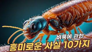 벼룩(flea)에 관한 10가지 흥미로운 사실 | 리얼 사실 | 여러가지 사실 | 놀라운 사실 #facts #flea #insect