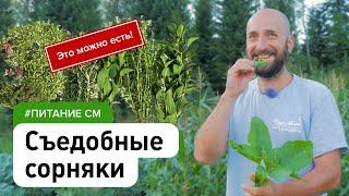 Пища, которая сама растёт у нас под ногами. Съедобные сорняки дикоросы #питание_см