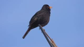 A Common Blackbird Singing   4K