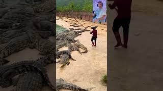 Kroko Bändiger  #reaction #reel #reels #shorts #tiktok #viral #viralvideo #viralshorts