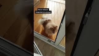 Как в семье появляются шпицы?