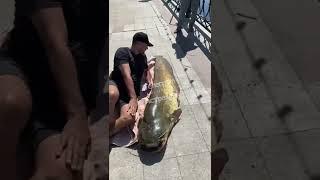 Вот такую рыбу поймали в центре Астрахани! Около Гранд Отеля! 60 кг!