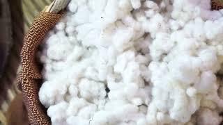 Discover the Different Types of Cotton | GOTS Organic, PIMA & More