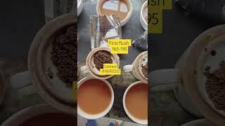 Best tea in India tea shop best chai wholesale business market #tea #chai #youtube #shorts