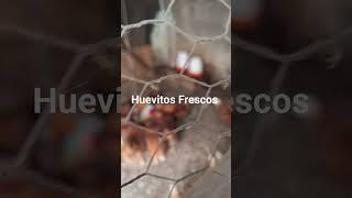 Huevitos Frescos