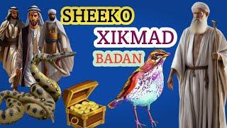 SHEEKO XIKMAD BADAN OO CAJIIB BADAN @ABDIHAKIMPRO