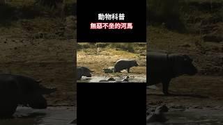 【动物科普】无恶不坐的河马！