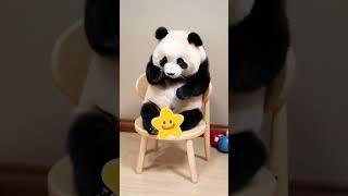 The chubby little panda fell off the chair when he sat on it for the first time