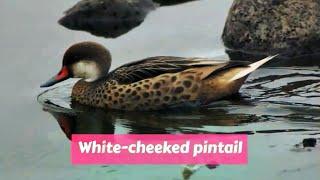 White cheeked pintail (Anas bahamensis)