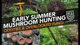 Early Summer Mushroom Hunting — Oddities & Overlooked Fungi