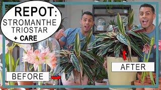 Repotting My Huge Stromanthe Tristar/Tricolor + 1 Year Growth Before and After + Crucial Care Tips!