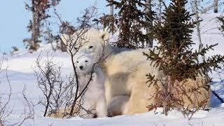 First steps - Wapusk National Park - Manitoba - Canada