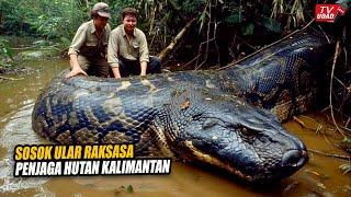 Real!! Giant Snake Captured in the Interior of Kalimantan Forest, Makes the World Excited