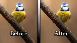 How to Fix Blurry Wildlife Photos (7 Essential Tips)