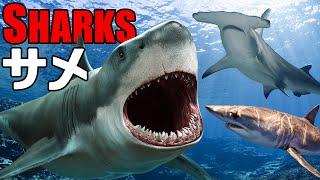 【人気のサメ12匹を紹介◆Sharks】ホホジロザメ,ハンマーヘッドシャーク,ジンベエザメ,イタチザメなどかっこよくて人気のサメを紹介するよ！全部知ってるかな？