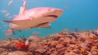 Coral City Camera (Miami's Free-Range Aquarium Underwater Livestream)