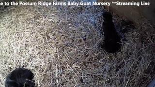 Baby Goat Nursery from Possum Ridge Farms